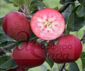 Яблоня красномясая Розетта 54-118
