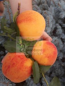 Перкоче Ромеа (персик+абрикоса) - дуже щільна, оранжева м'якоть, за смаком дуже нагадує манго