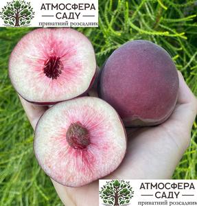 Персик Фіделія — білом'ясий