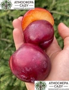 Гібрид Нектакотум (Шарафуга - абрикоса+слива+нектарин)