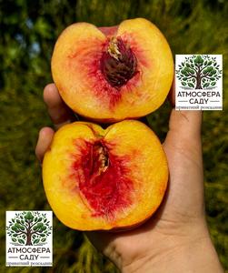 Персик Симфонія — жовтом'ясий